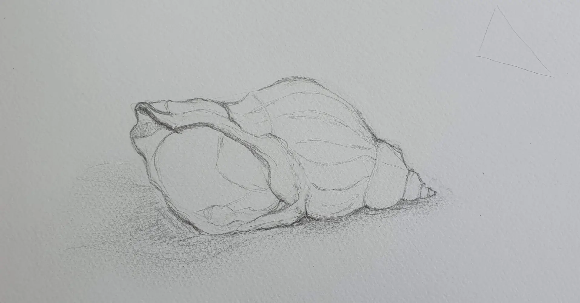 Potloodschets van een schelp